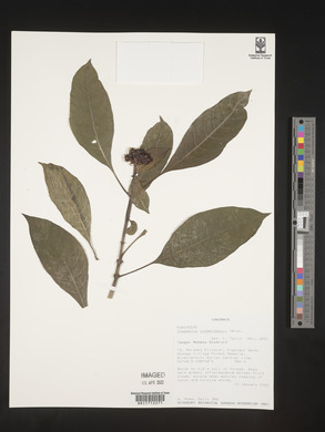 Chassalia zimmermannii image