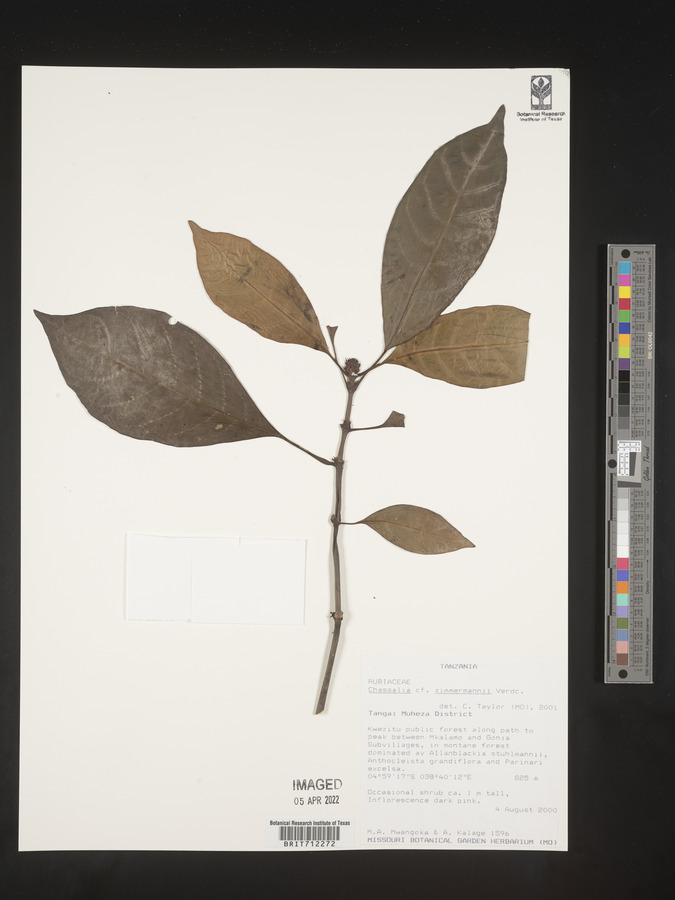 Chassalia zimmermannii image