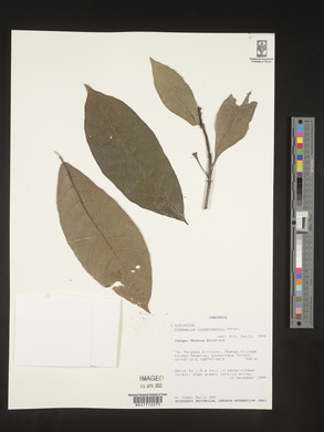 Chassalia zimmermannii image
