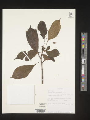 Chassalia zimmermannii image