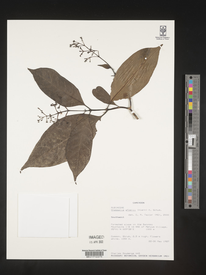 Chassalia afzelii image