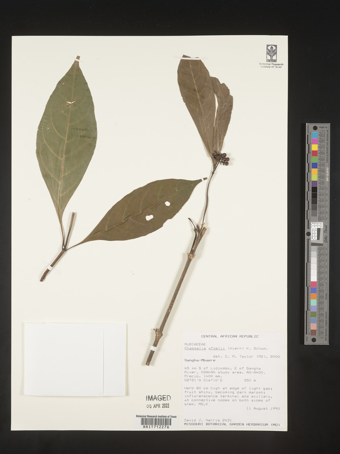 Chassalia afzelii image