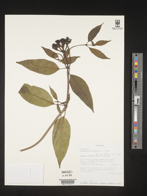Media resource of Chassalia albiflora