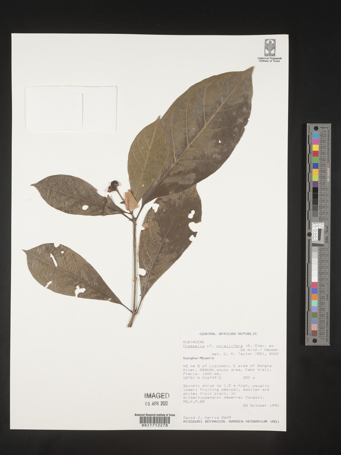 Chassalia corallifera image