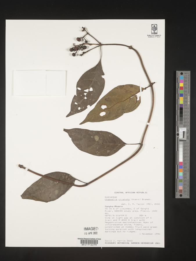 Chassalia cristata image