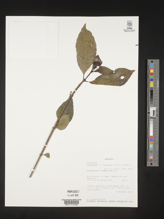 Chassalia cristata image