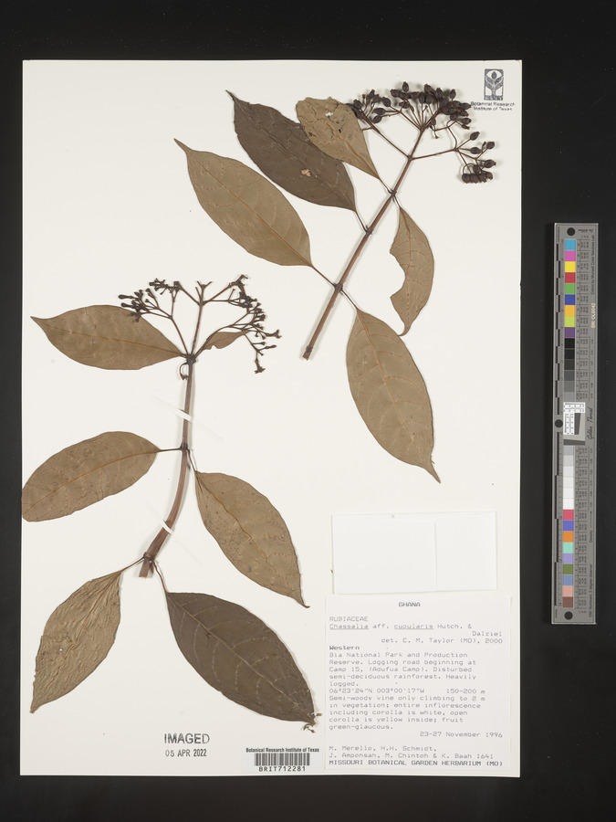 Chassalia cupularis image