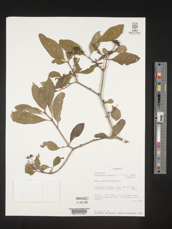 Chassalia discolor subsp. discolor image
