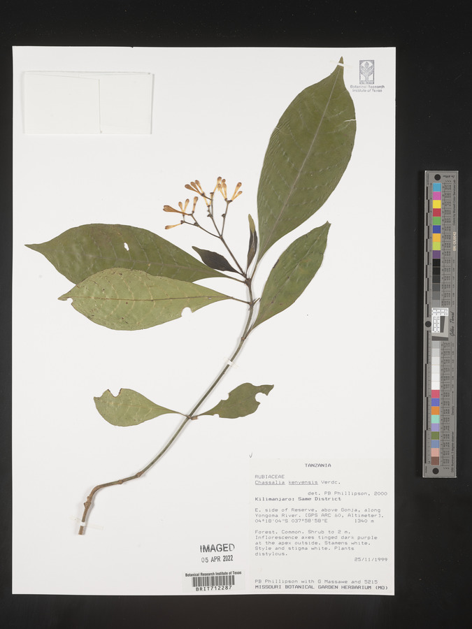 Chassalia kenyensis image