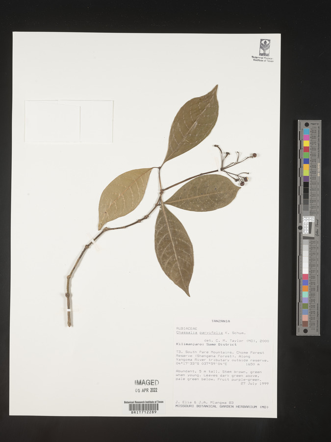 Chassalia parvifolia image