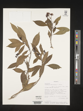 Chassalia parvifolia image