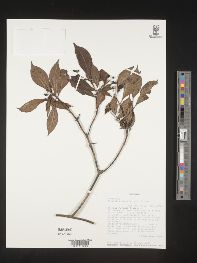 Chassalia parvifolia image