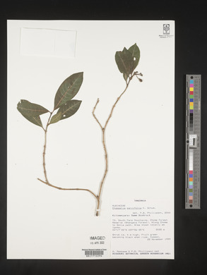 Chassalia parvifolia image