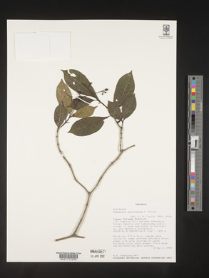 Chassalia parvifolia image