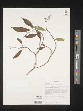 Media resource of Chassalia parvifolia