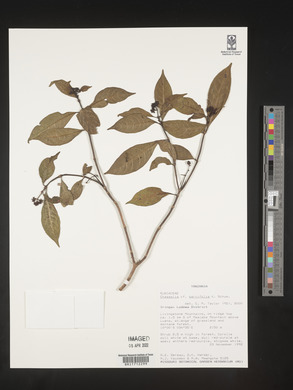 Chassalia parvifolia image
