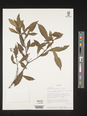 Chassalia parvifolia image