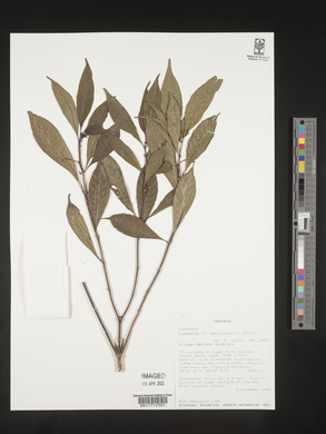 Chassalia parvifolia image