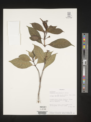 Chassalia parvifolia image