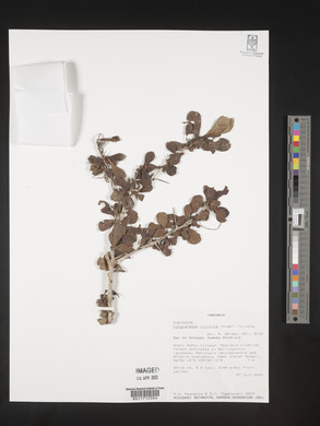Media resource of Catunaregam nilotica