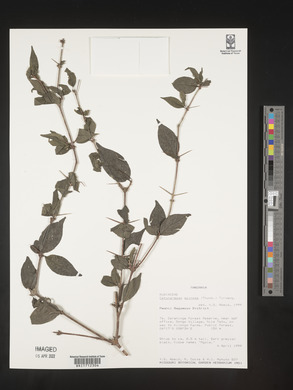 Catunaregam spinosa image