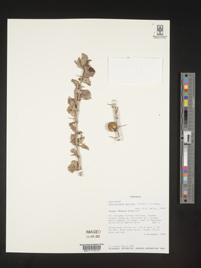 Catunaregam spinosa image