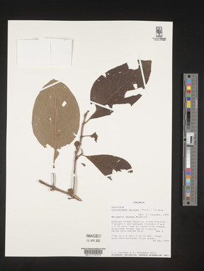 Catunaregam spinosa image