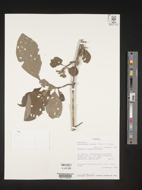 Catunaregam spinosa image