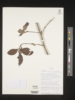 Catunaregam taylorii image