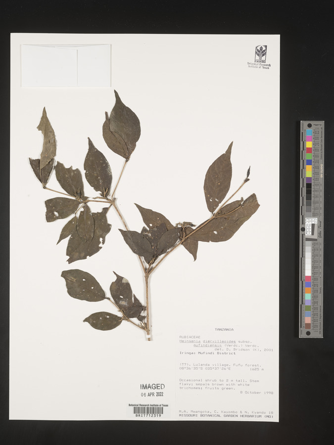 Heinsenia diervilleoides subsp. mufindiensis image