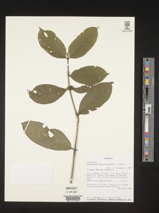 Heinsenia diervilleoides image