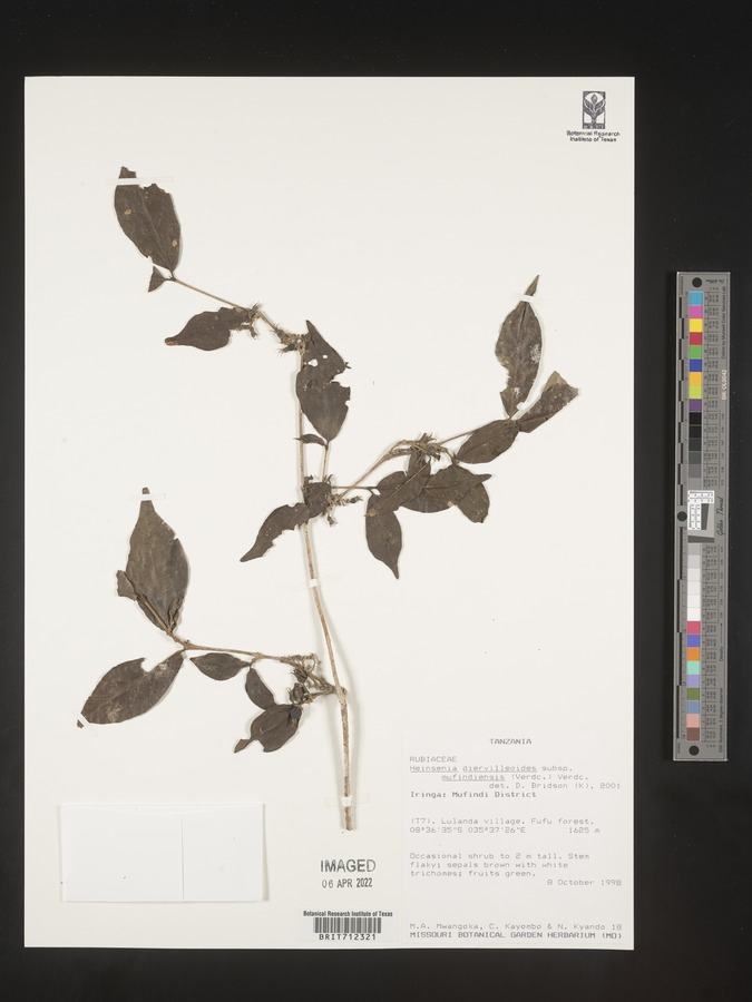 Heinsenia diervilleoides subsp. mufindiensis image