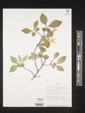 Heinsia crinita image