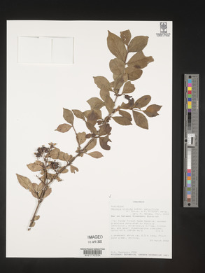 Heinsia crinita image
