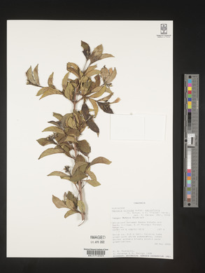 Heinsia crinita image