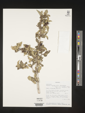 Heinsia crinita image