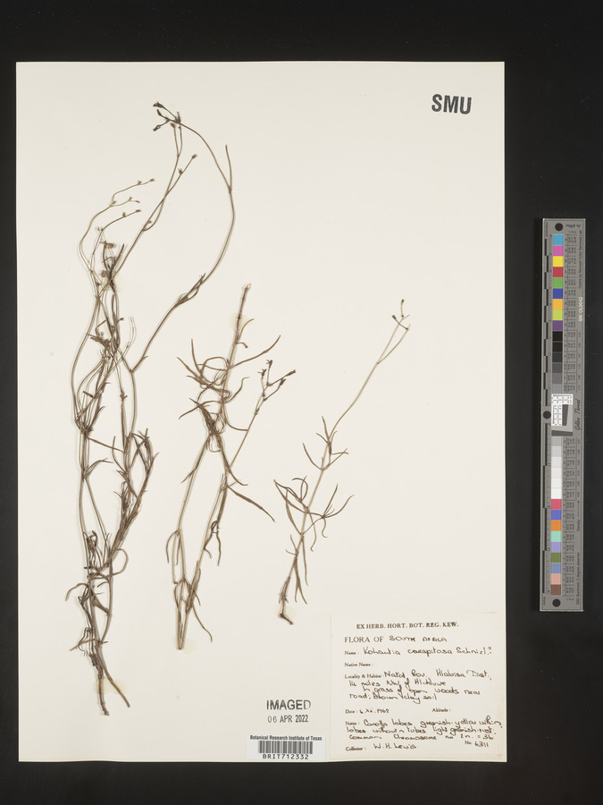Kohautia caespitosa image