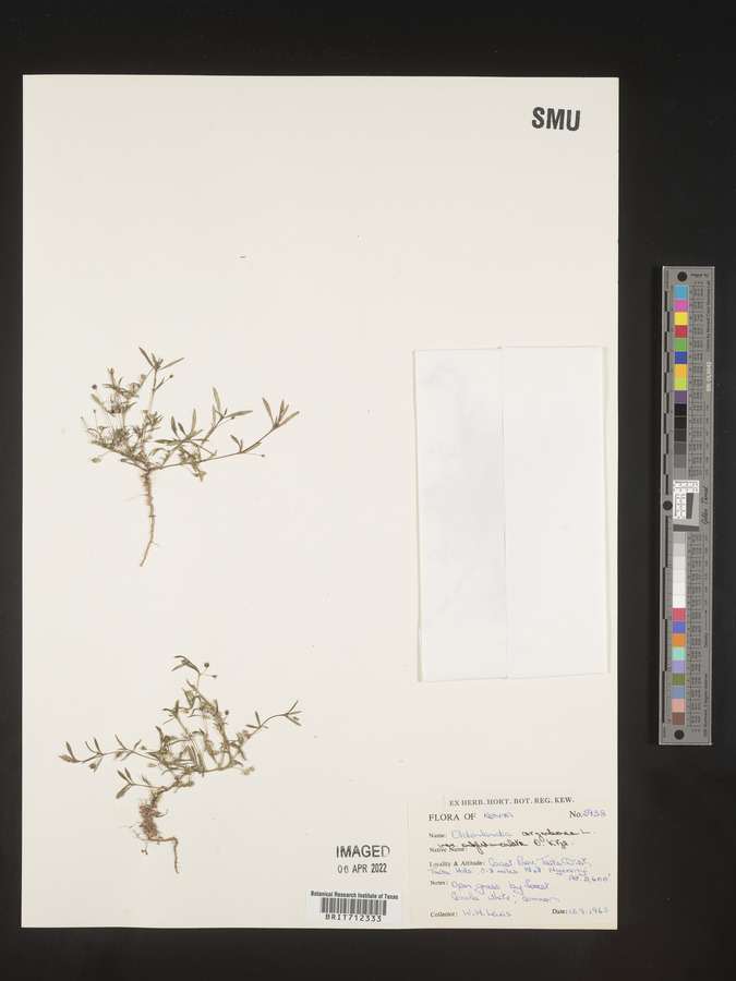 Oldenlandia corymbosa var. caespitosa image