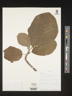 Guettarda speciosa image