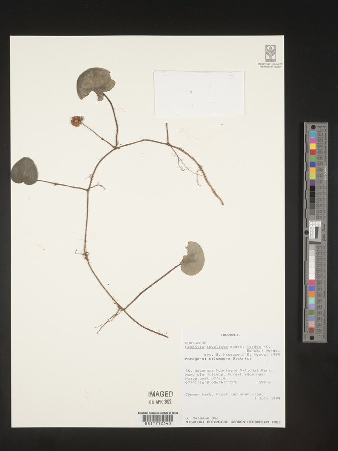 Geophila obvallata subsp. ioides image