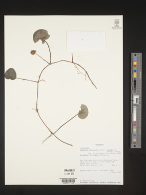Geophila obvallata image