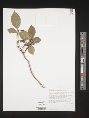 Gardenia transvenulosa image
