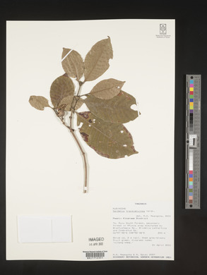 Gardenia transvenulosa image