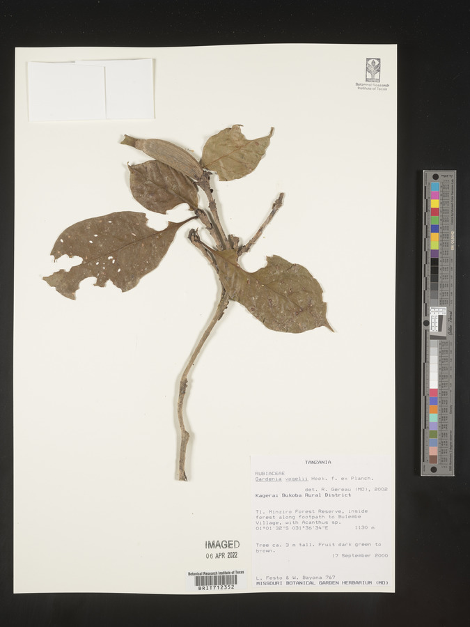 Gardenia vogelii image