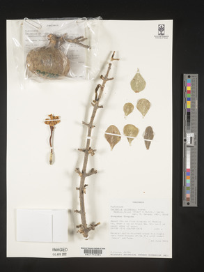 Gardenia volkensii subsp. spatulifolia image