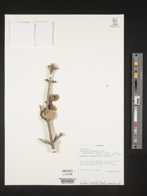 Gardenia volkensii image
