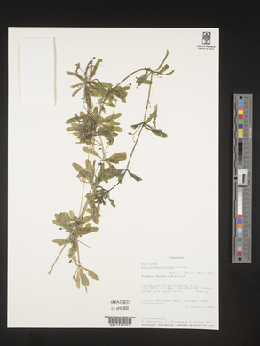 Galium aparinoides image