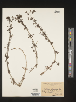 Image of Galium elongatum
