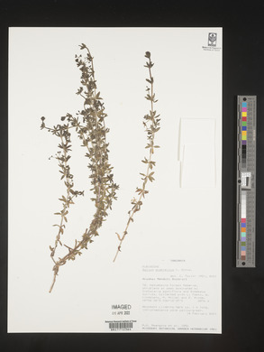 Galium scabrellum image