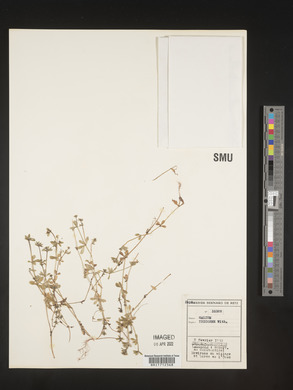 Galium tricorne image